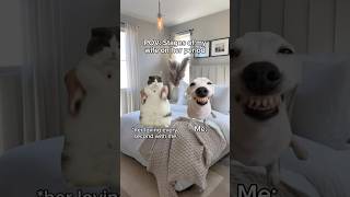 POV stages of my wife on her period cat shorts catmemes [upl. by Nyrehtak56]