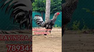 RAVINDRA gari punjulu top quality breed available pandem rooster topquality viral [upl. by Attenwad]