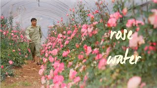 Harvesting roses and making rose water  Toner  Farm Life Vlog [upl. by Estrella]