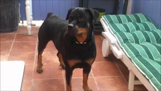 stornello tania rottweiler femelle [upl. by Soracco]