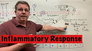 Inflammatory Response to Infection [upl. by Dressler922]