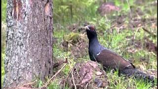 Der Auerhahn im Naturpark Oberer Bayerischer Wald [upl. by Ahseila]