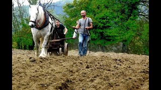 planter des patates avec un cheval  saison 2018 [upl. by Lleunamme953]