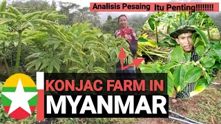 Kebun Porang Myanmar  Konjac Farm In Myanmar [upl. by Ellerrehc]