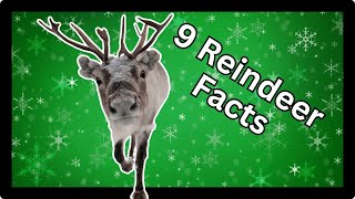 🦌9 Fascinating Reindeer Facts For Kids [upl. by Nahs]