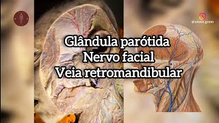 Anatomia topográfica da face Dissecção de glândula parótida nervo facial e veia retromandibular [upl. by Hesper700]