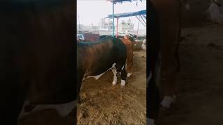 Beautiful mashallah heavy bull Rashid cattle farm ytshots animal foryou 2025cow youtubeshorts [upl. by Aylward]