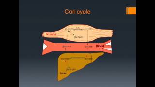 Mitochondrial Function and Dysfunction with Advanced mitochondrial nutrients [upl. by Marjie]