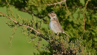 Claycolored Sparrow in breeding plumage [upl. by Franzoni]