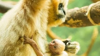 Lincoln Park Zoo welcomes whitecheeked gibbon baby [upl. by Lashar852]