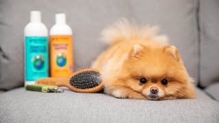 How To Groom Your Pomeranian At Home [upl. by Aneeres]