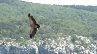 Griffon Vulture in flight in the canyon of Gorges du Verdon [upl. by Kursh]