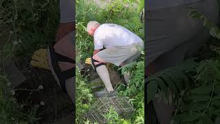 Woodchuck trapping made a catch resetting Comstock Cage trap [upl. by Zurkow]