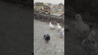 Sell ke liye h sab pigeon pigeonlovr bird viralvideo [upl. by Ellinej]