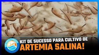 ARTÊMIA SALINA DO JEITO MAIS FÁCIL KIT PARA ECLOSÃO E ALIMENTAÇÃO de peixes de aquário [upl. by Arerrac12]