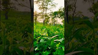 Sylhet tea garden [upl. by Neelhsa926]