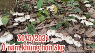 3052024 trúng ổ nấm mối đầu mùa gần 3kg [upl. by Nuawd]