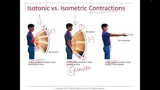 Concentric eccentric isometric origin insertion agonist antagonist synergist [upl. by Kciregor]