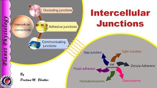 Intercellular junctions [upl. by Ihc638]