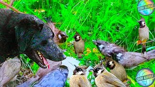 Shocking Dog Attack on bulbul Birds While Eating  Wild Animal Attack Caught on Camera [upl. by Nolasba]