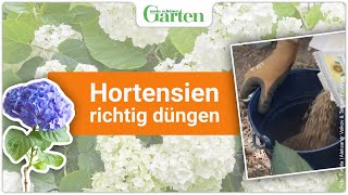 Hortensien düngen So geht’s [upl. by Queston]