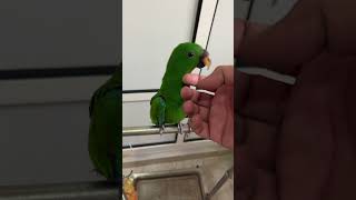 Eclectus parrot ببغاء اكلكوتس [upl. by Yraunaj352]