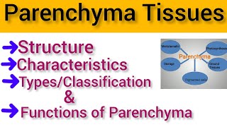 Parenchyma Tissue Structure and Functions  Parenchyma Types [upl. by Peters]