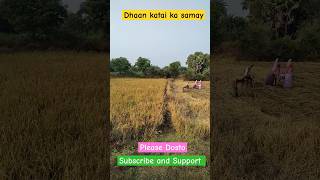 Right time for harvesting Paddy song music ytshorts viralshorts trending winter jharkhand [upl. by Gorey]