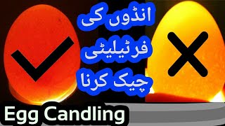 Egg Candling How to Check Egg Fertility Egg Fertilization Test Ande ki fertility kese check kren [upl. by Ahsekan36]