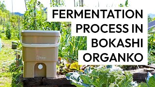 Bokashi Fermentation Process Time Lapse [upl. by Rockafellow234]