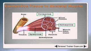 Muscular System Part 1 NSCA Certification [upl. by Raimes]