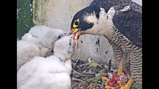 QHS Peregrines  Afternoon feeding 220524 [upl. by Atikat]