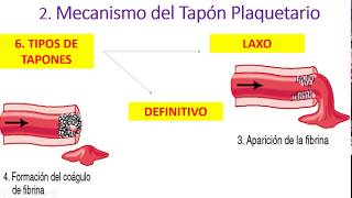 Hemostasia Parte 2 [upl. by Wat]