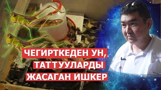 Чегирткеден ун таттууларды жасаган ишкер [upl. by Zoellick]