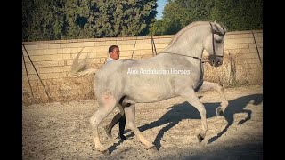 GP HORSE  LUSITANO SCHOOLMASTER [upl. by Dev]