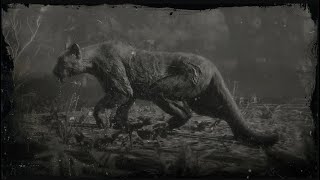 SPOILER WARNING Red Dead Redemption 2  Legendary Giaguaro Panther [upl. by Einnol]