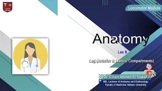 9 Leg  Anterior amp Lateral compartments [upl. by Htebizile]