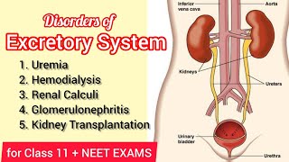 Disorders of the Excretory System  Class 11th NCERT  NEET Biology  Pashupati Sir [upl. by Mosera]