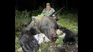 Caza de oso pardo en Estonia Brown bear hunt in Estonia [upl. by Ahtis]