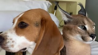 Roo the Caracal and Bessie the Beagle protect each other from loud noise [upl. by Nnylireg]