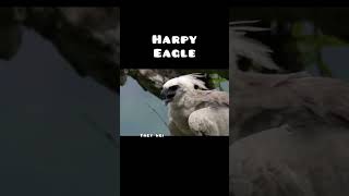 The Harpy Eagle  Worlds Most Dangerous Eagle shorts facts knowledge eagle [upl. by Indyc92]