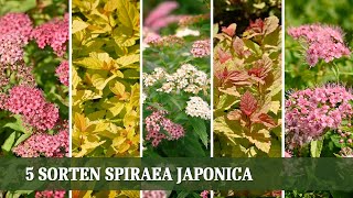 Spirae Japonica  5 tolle Sorten der Sommerspiere [upl. by Pruchno]