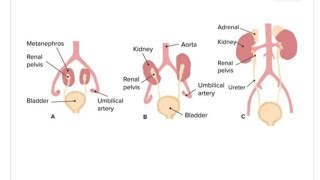 Development of Human Kidneys  2nd Year MBBS OSPE [upl. by Alonso692]