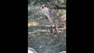 2024 06 Camp Moremi All Lion Cubs [upl. by Northey711]