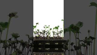 Time lapse of germinating microgreens mixed seeds [upl. by Onitsirc]