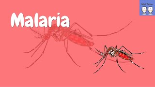 Pathophysiology of Malaria Life cycle of the plasmodium parasite Common symptoms [upl. by Berlinda]