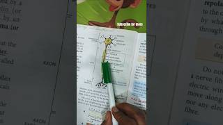 Structure of nerve cell  nerve cell diagram explanation shorts shortvideo biology nerve [upl. by Vins]