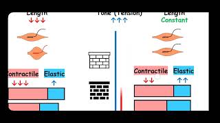 Isotonic VS Isometric contraction  Muscle  Q44  Q45  Q46  Q47 [upl. by Elleinnad41]