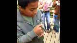 Garter Snakes Alive at Narcisse Manitoba [upl. by Reba789]