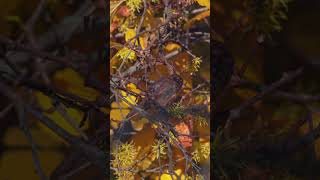 Carolina Wren Singing in the Fall Witch Hazel  Calming Nature ASMR [upl. by Couture]